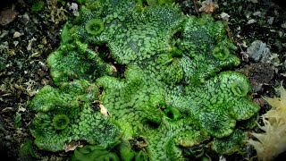 Time Lapse of Liverwort Plant Taking Over the Planter [upl. by Marrin277]