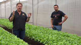 Nick Perdomo and Silvio Loaisiga Explain the Life Cycle of a Tobacco Plant in a Greenhouse [upl. by Ailet]