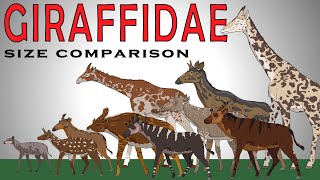 Size Comparison Extinct Giraffes I Mesozoic Fauna Animals [upl. by Cosme]