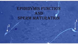 10 epididymis structure and maturation of sperm [upl. by Adamec]