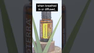 Citronella essential oil benefits and uses [upl. by Buffum]