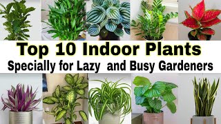 Best Low Maintenance Indoor Plants  Best Indoor Plants for Clean Air  Best Indoor Plants for Home [upl. by Siuqramed]