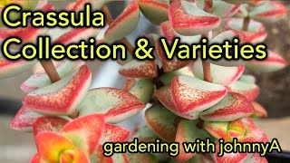 Crassula Collection Species and Varieties Update  A Detailed Tour [upl. by Efeek129]