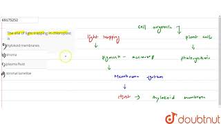 The site of light trapping in chloroplast is [upl. by Byram]