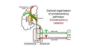 Ascending somatosensory pathways [upl. by Rratsal]