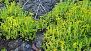 SEDUM MEXICANUM sedum rochas dicasdecultivo dicasparainiciantes mexicanum crassula [upl. by Ivett765]