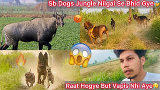 Dogs Bhag Gye Uska Picha😰Raat Hogye But Vapis Nhi Aye😢 [upl. by Sivar362]