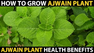 How to Grow AJWAIN PLANT at Home  MEXICAN MINT Medicinal Uses [upl. by Debra623]