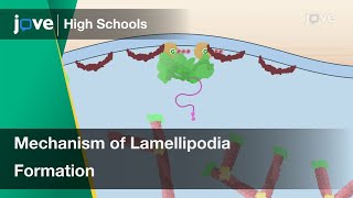 Mechanism of Lamellipodia Formation  Cell Bio  Video Textbooks  Preview [upl. by Alleris294]