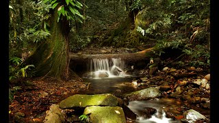 The Lure of the Daintree Rainforest  A John Young Wildlife Film [upl. by Nahta]