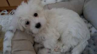 Bichon Havanese Benito 20090614 [upl. by Oiceladni908]