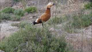 KoProSkila Ruddy Shelduck  Lesvos [upl. by Homerus]