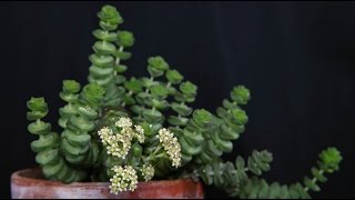 Crassula rupestris  FelsenDickblatt Jade Neckless [upl. by Wieren]