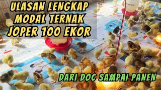 MODAL TERNAK AYAM JOPER 100 EKOR LENGKAP DARI DOC SAMPAI PANEN [upl. by Ecirtam]