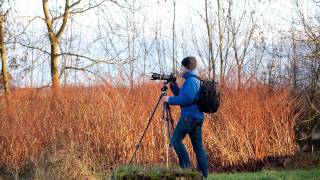 Niederrhein Wildgänse  Fotoexkursion im Naturschutzgebiet Düffel [upl. by Mavra]