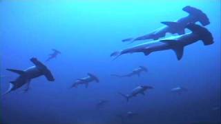 Incredible Hammerhead Shark Behaviour  mass schooling [upl. by Minetta]