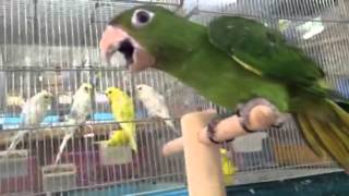 BCY tamed White eyed Conure 手乗りメジロメキシコインコ [upl. by Dehsar]