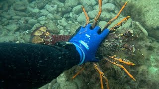 Torquay Diving  Cray Season Opening 2024 2 Crays and Abalone 3kg Crayfish [upl. by Avla232]