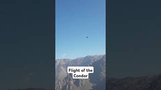 The worlds largest flying bird condor vultur bird peru bolivia nature wildlife flying bird [upl. by Annor]