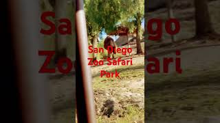 🦏🦁San Diego Zoo Safari Park🚎Africa Tram🐪Camel [upl. by Thorrlow]