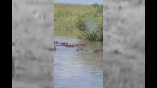 Unexpected Safari Encounter Hippos Take Over the Road 🦏🚙 DangerousWildlife [upl. by Egduj]