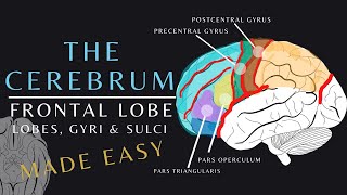 Lobes of the Brain Anatomy and Physiology of the Frontal Lobe  The Cerebrum brainanatomy shorts [upl. by Aened]