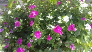 Vinca Rosea o Teresita  Catharanthus roseus [upl. by Ardnic]