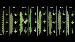 Sarah McKim talks to GARNet about Barley Spikelet Formation [upl. by Magena]