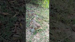 francolin female original clear sound desi teetar ki awaaz gora teetar voice dakhni [upl. by Eelanna]