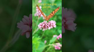 flower Butterfly garden🌸🦋 shots flower butterfly garden [upl. by Fairweather]