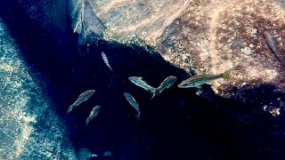 Swimming With Cichlids  Across The Rocks2  Nkondwe Island [upl. by Hasila998]