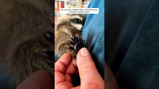 This family saved a baby raccoon from fallen tree shorts [upl. by Llednol]