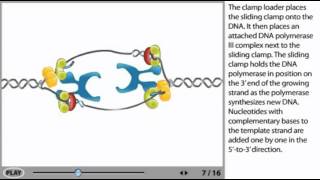 DNA Replication Animation  initiation elongation and termination [upl. by Areip]