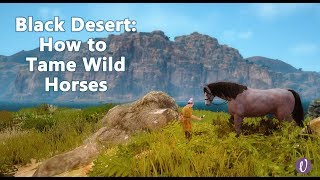 Black Desert Online BDO  How to Tame a Horse [upl. by Ogdan]