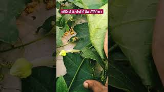 Hand pollination gardening vegetables pollination youtube shortsvideo [upl. by Pancho997]