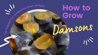 Damson Plums This Forgotten Fruit Combines Dry Sweet Spicy and Bitter and makes great gin [upl. by Caldwell159]