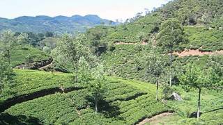 Sri Lanka  Hill Country Trains amp Tea Plantation  Ella to Nanu Oya [upl. by Shute]