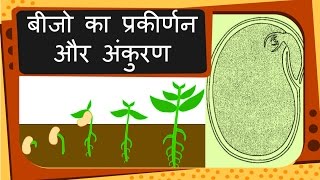 Science  Plant reproduction Seed and Germination  Hindi [upl. by Lanny]