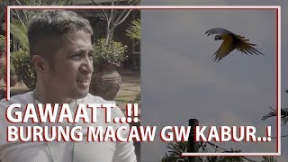 GAWAT Burung Macaw Gw Kabur [upl. by Ticon705]