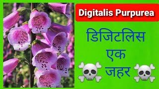 Digitalis Purpurea Poisoning [upl. by Oeram]