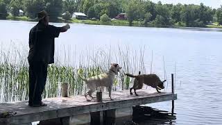 Chesapeake Bay Retriever vs Labrador Retriever [upl. by Hertz]