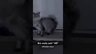 Look at this possessed cat 😂😮funny pets funnypets funnyshorts [upl. by Alby]