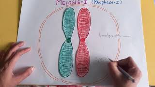 PROPHASE I OF MEIOSIS I  synapsissynaptonemal complexbivalenttetrad chiasmataCELL DIVISION [upl. by Ekim700]