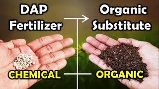 What is dap fertilizer DAP [upl. by Vicki]