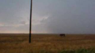 Poor cow stuck in large hail [upl. by Pengelly]