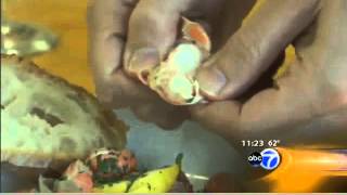 What is a langostino Ask The Fish Guy abc7chicago com [upl. by Anneehs431]