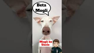 Mogli Don Dog ke American 🇺🇸 Uncle 😂  minivlog [upl. by Ocimad4]