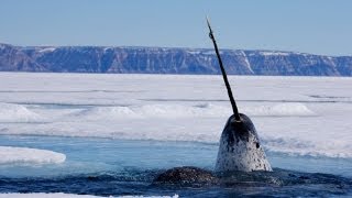 Focus on Species Narwhal Monodon monoceros [upl. by Ainavi]