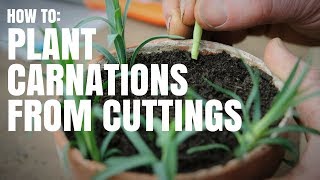 how to plant carnations from cuttings [upl. by Aznaed581]