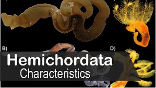 Hemichordata phylum characteristics  UPSC zoology optional [upl. by Liberati]